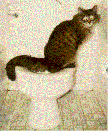 Cat on Toilet.